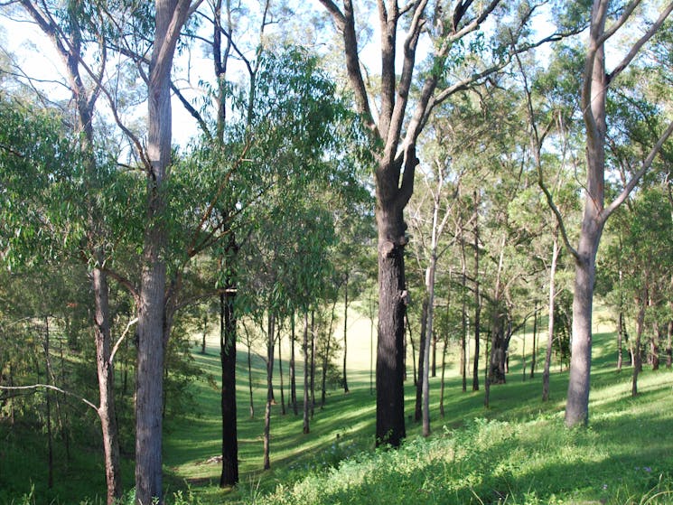 Australian scenery Mt Schoenstatt, Mulgoa