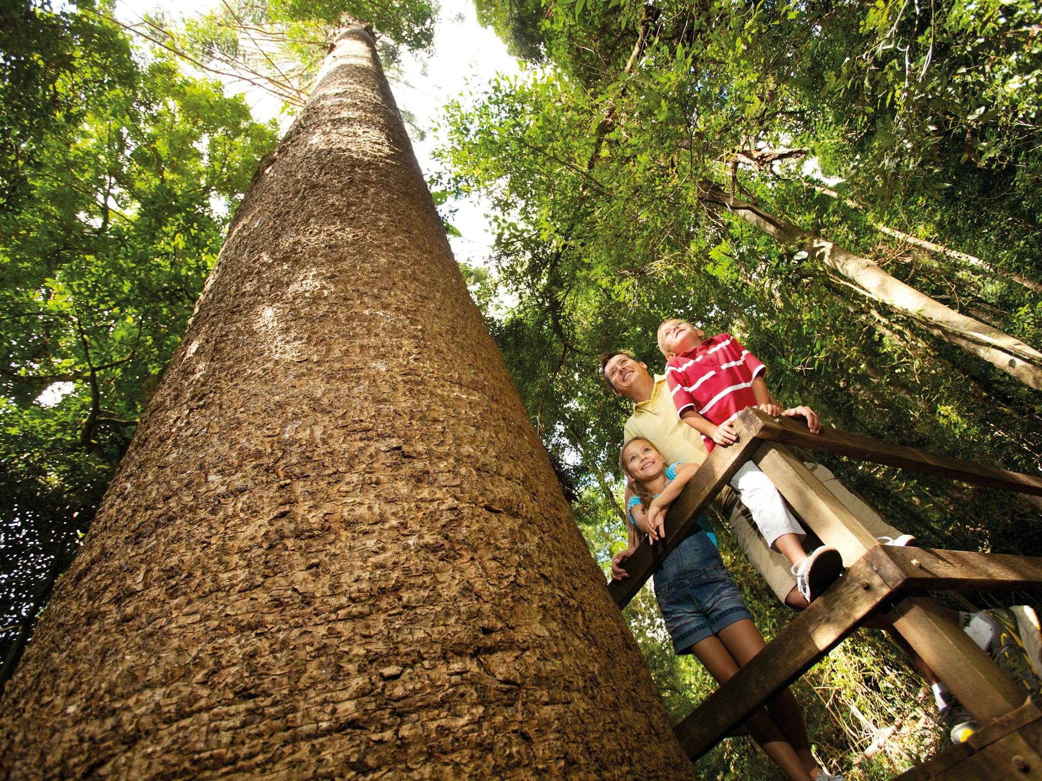 Bunya Mountains Bunya Mountains