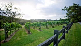 Mornington Peninsula Plunge Wine Tours