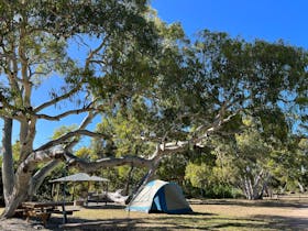 Tent set up in camping field under gum trees
