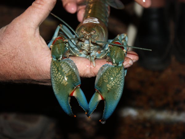 Windorah International Yabby Races