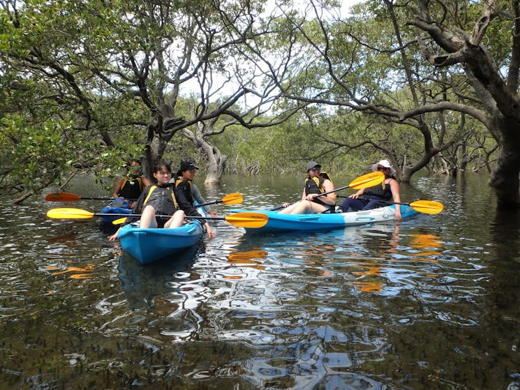 Huskisson Kayak Tour