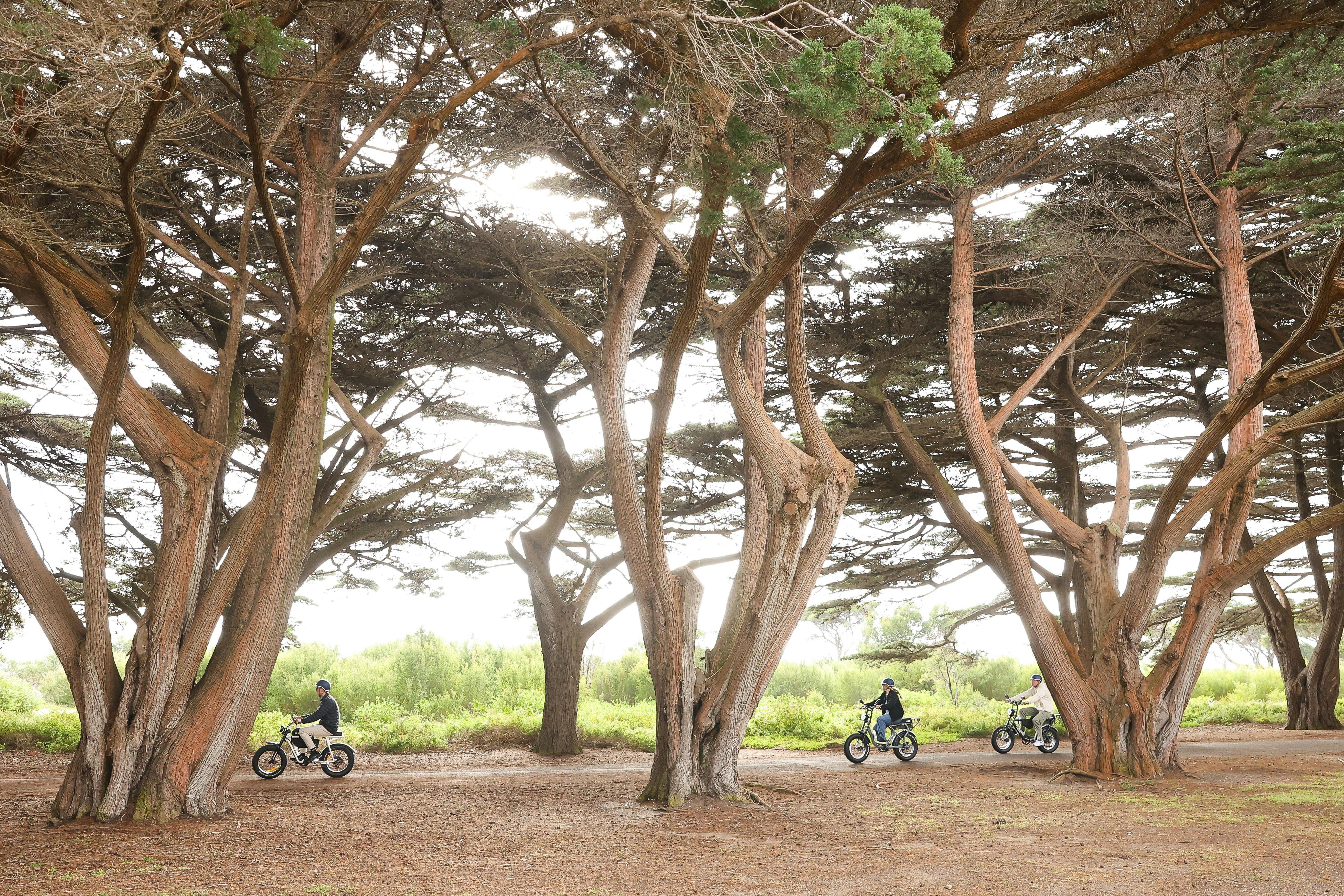 Beautiful tree canopy.