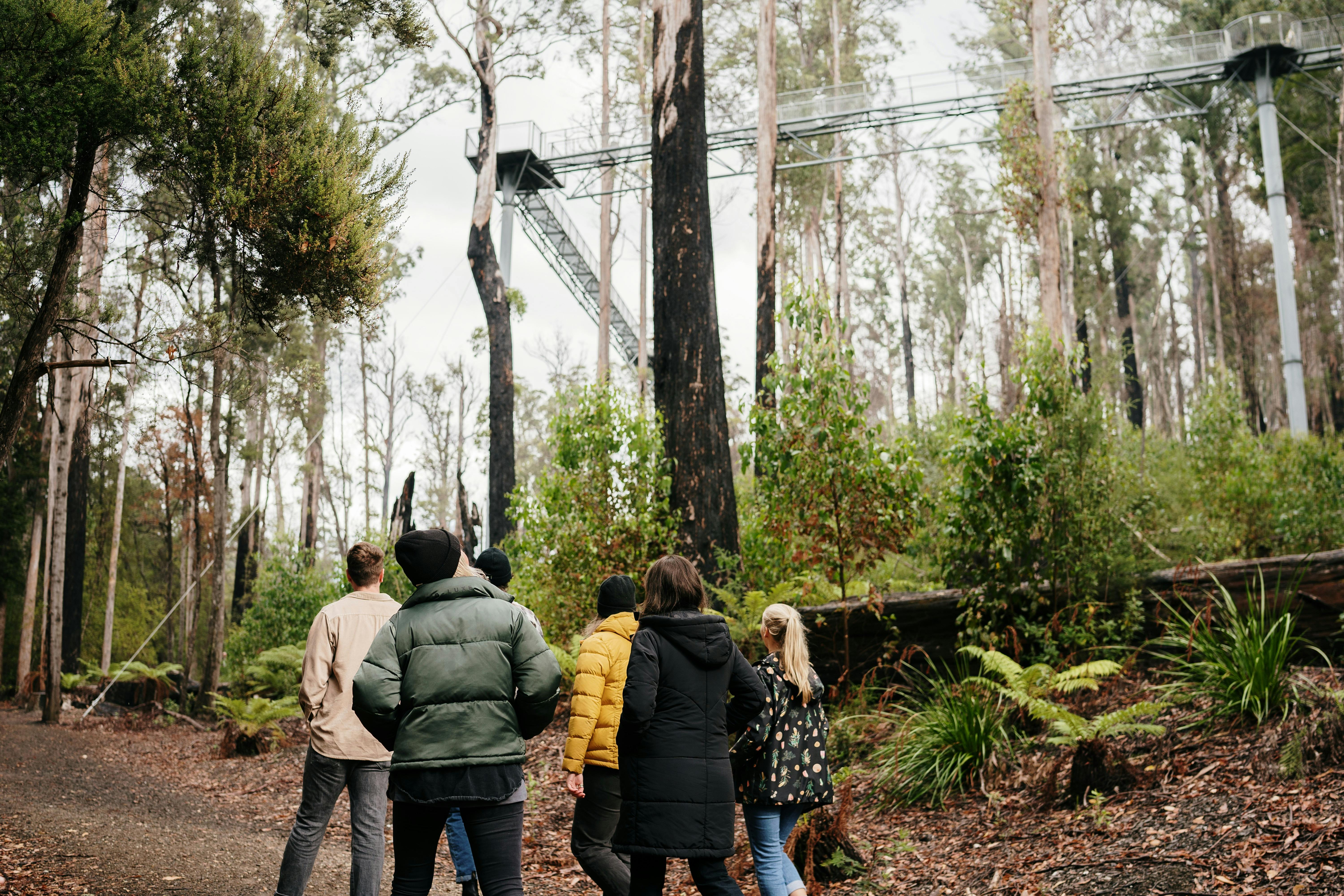 Guests walking forest walk at Tahune Airwalk