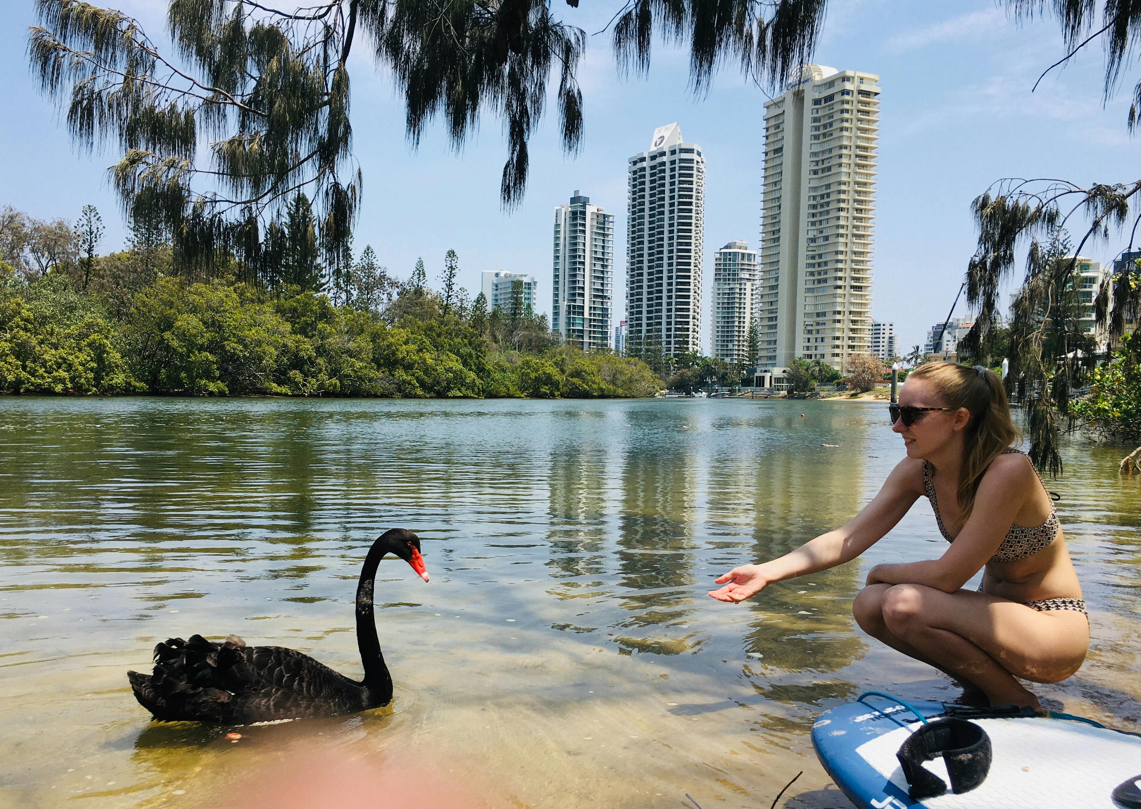 Swan time