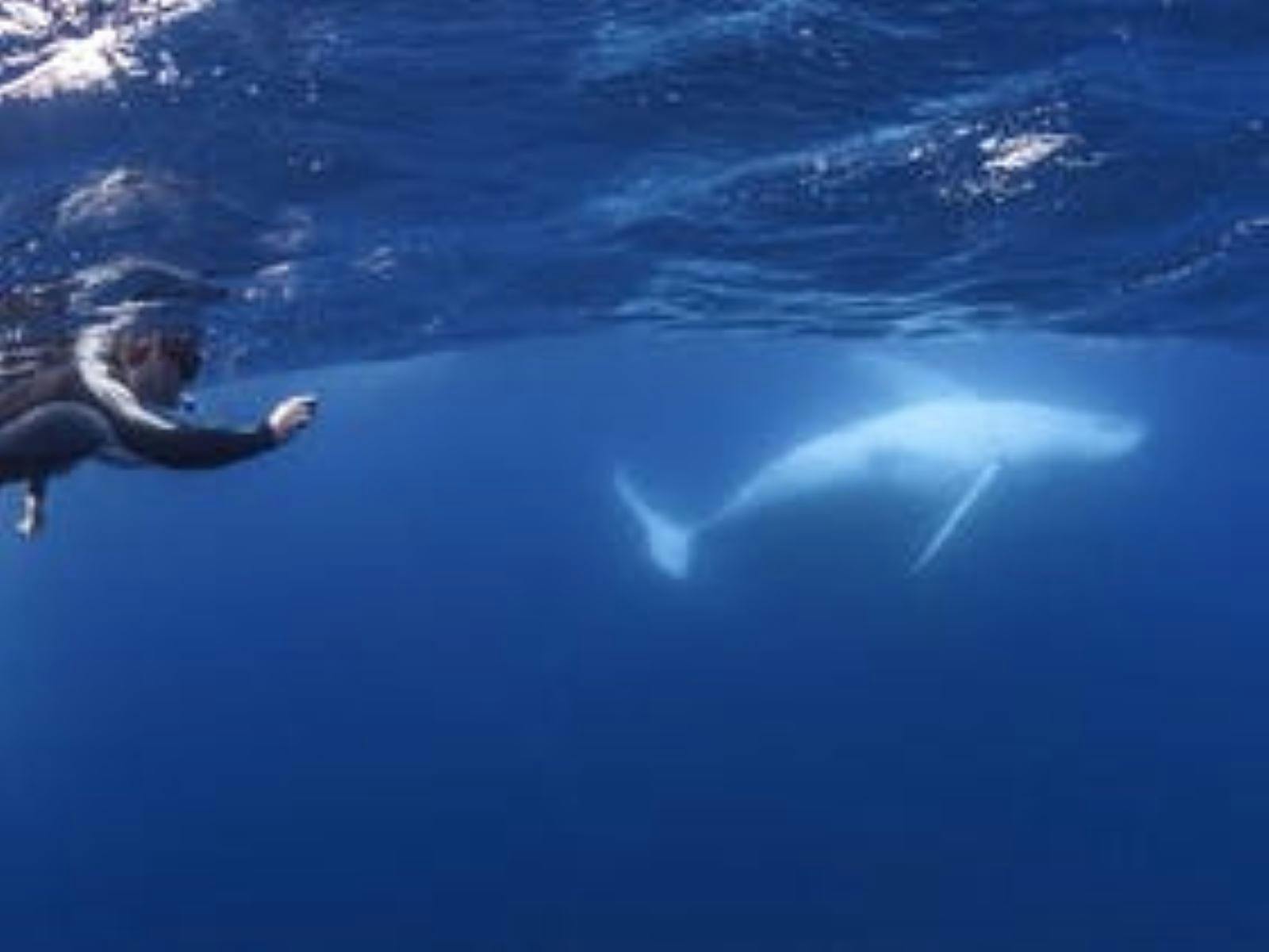 Swimmer photographing a humpback whale during an encounter