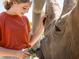 Child smiling in awe, feeding a Southern White Rhino