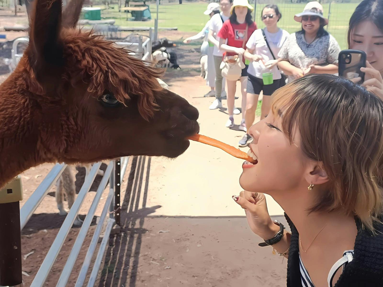 Alpacas, Alpca Feeding Alpacas, Alpca Feeding