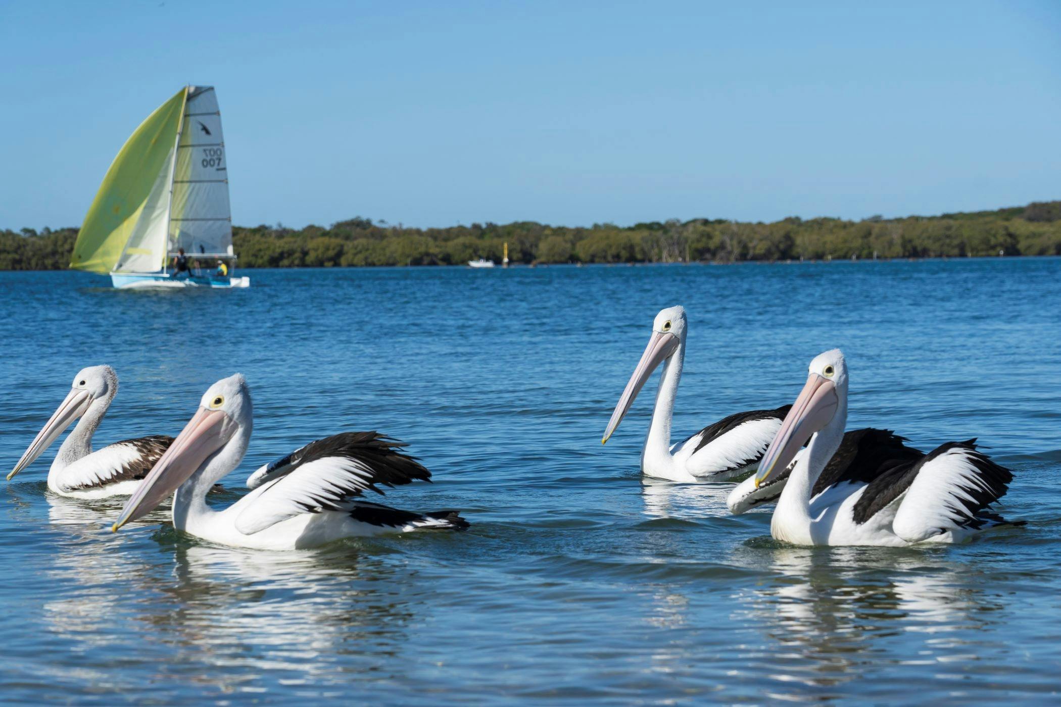 Ballina Historic Waterfront Trail Pelicans on Richmond River