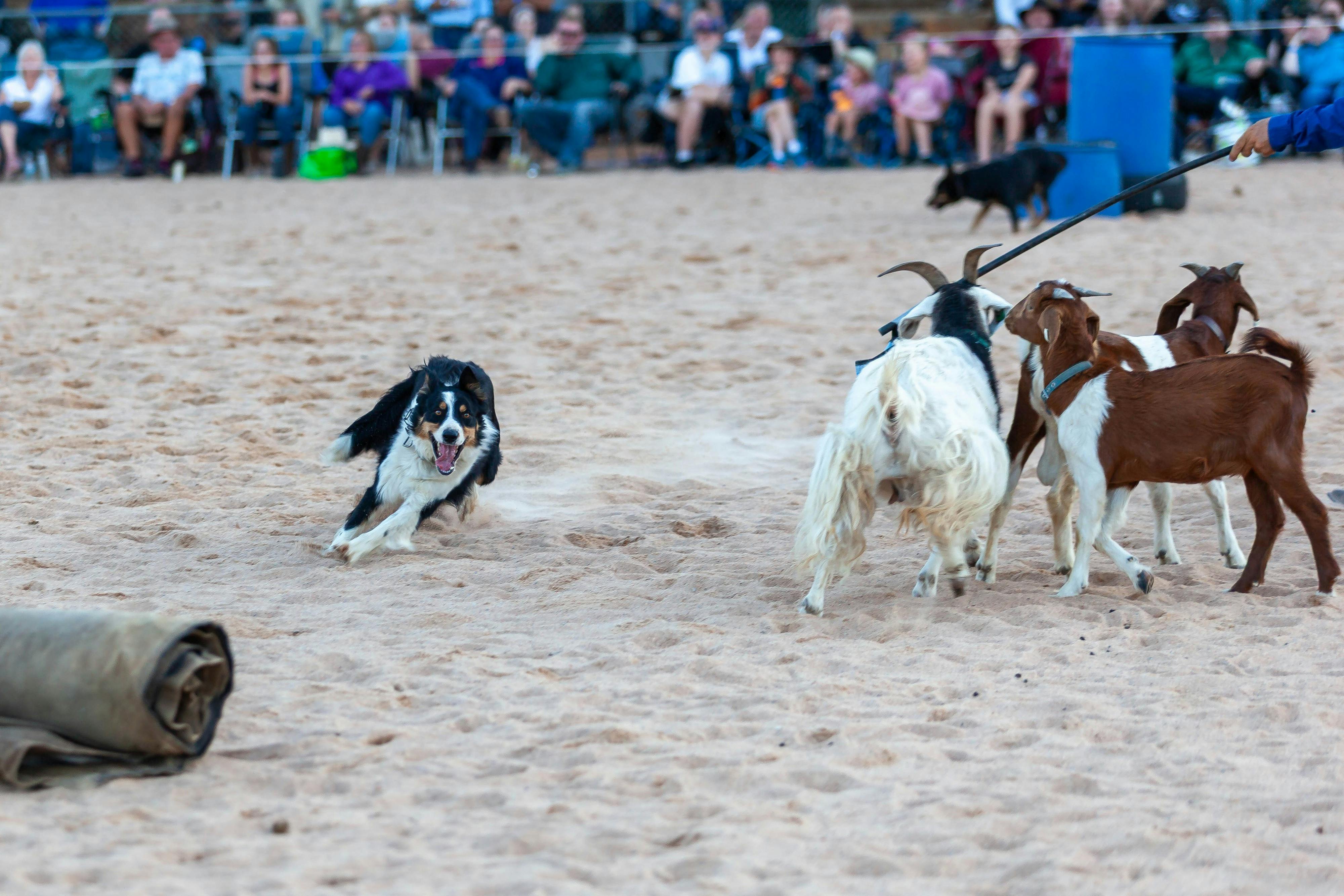 Working dog demonstration