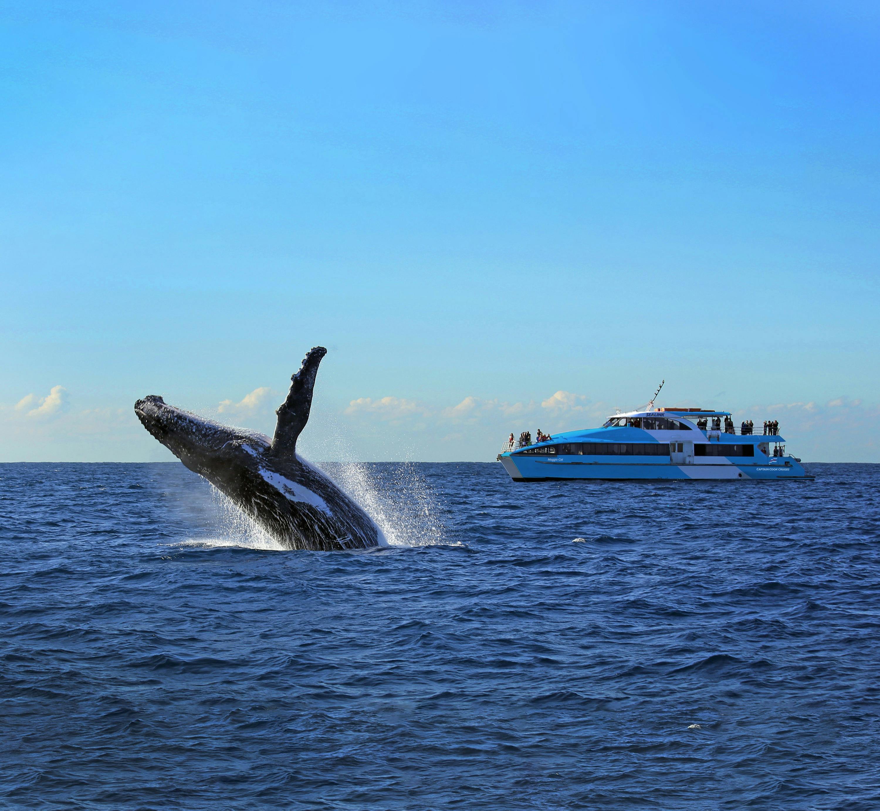 Whale breaching with Maggie Cat on background
