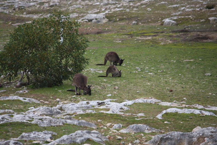 Cape Borda Lightstation Flinders Chase National Park