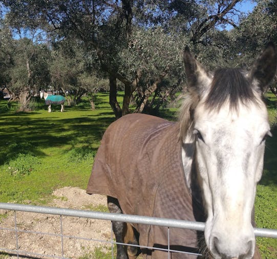Guided Walk through Bonython Park Tulya Wardli Park 27