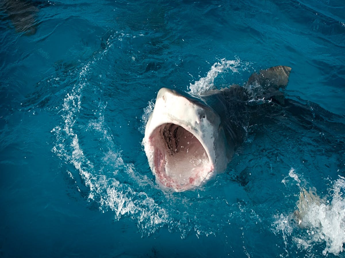 Tiger shark