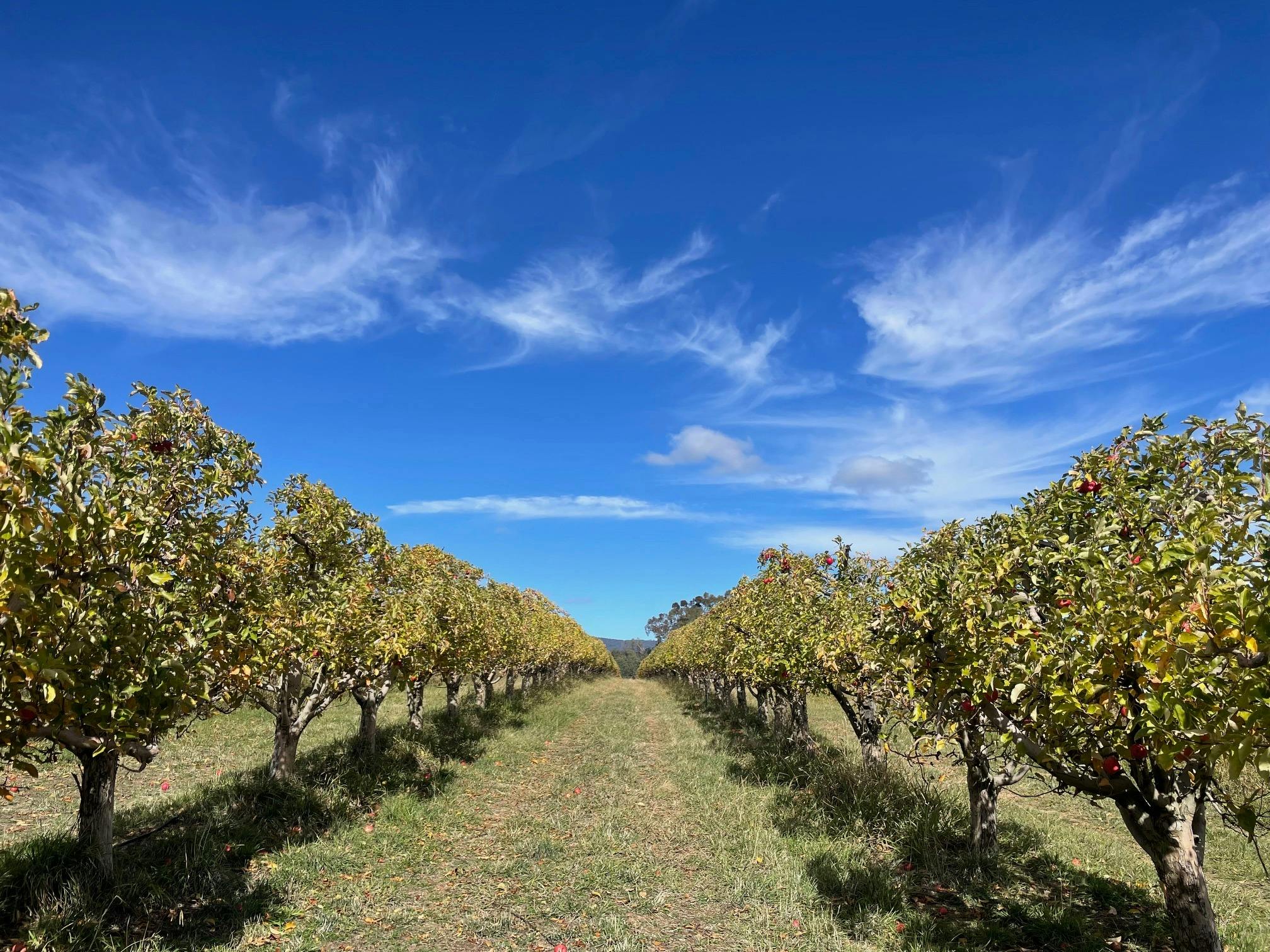 Orchard trees with blue sky and wispy clouds