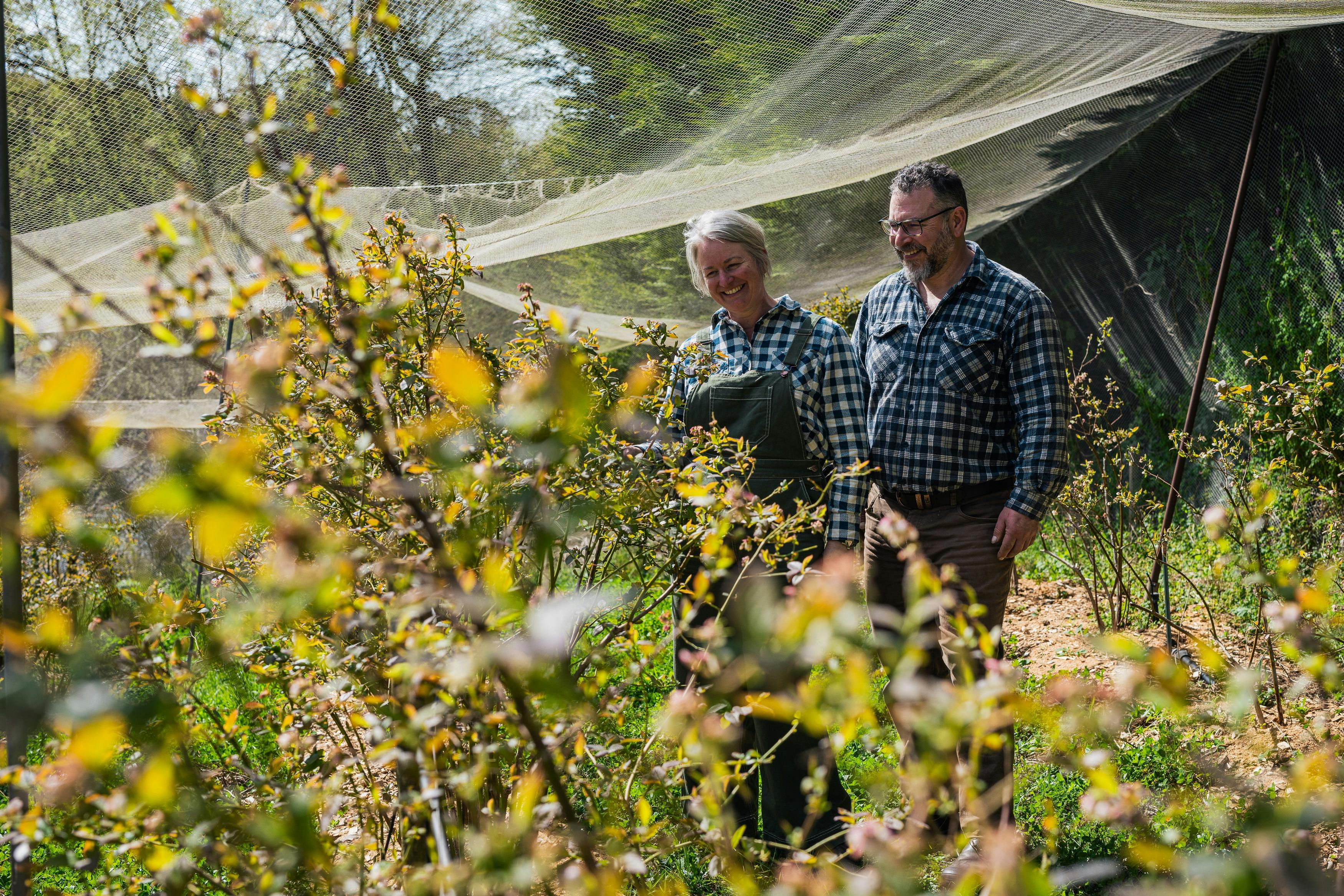 Blueberry plants flowering with woman and man standing behind