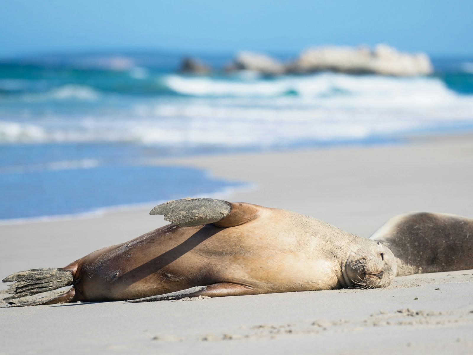 A lazy Sea Lion relaxing on beach