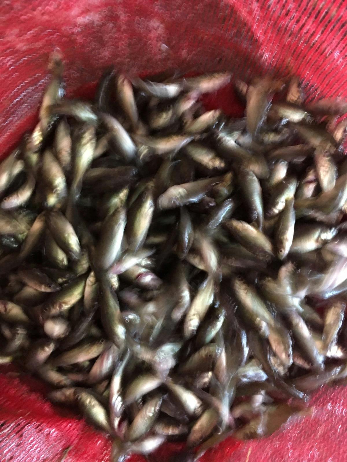 Silver Perch Fingerlings