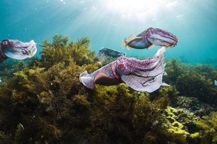 Snorkel with Giant Cuttlefish