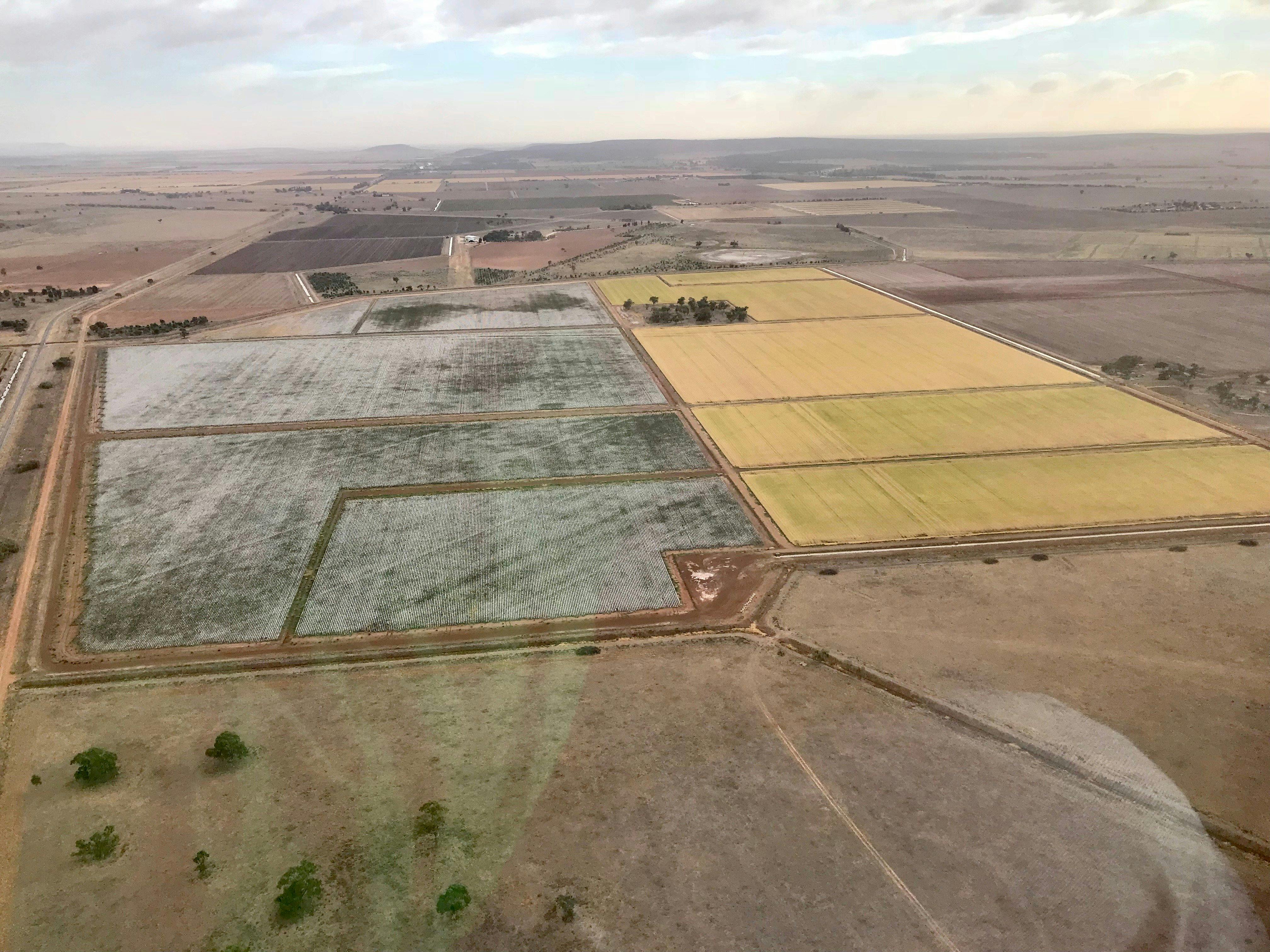 Willow Park farm near Leeton grows both cotton and rice on irrigated land.