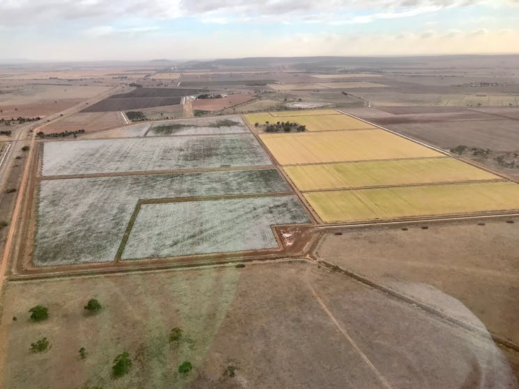 Willow Park farm near Leeton grows both cotton and rice on irrigated land.