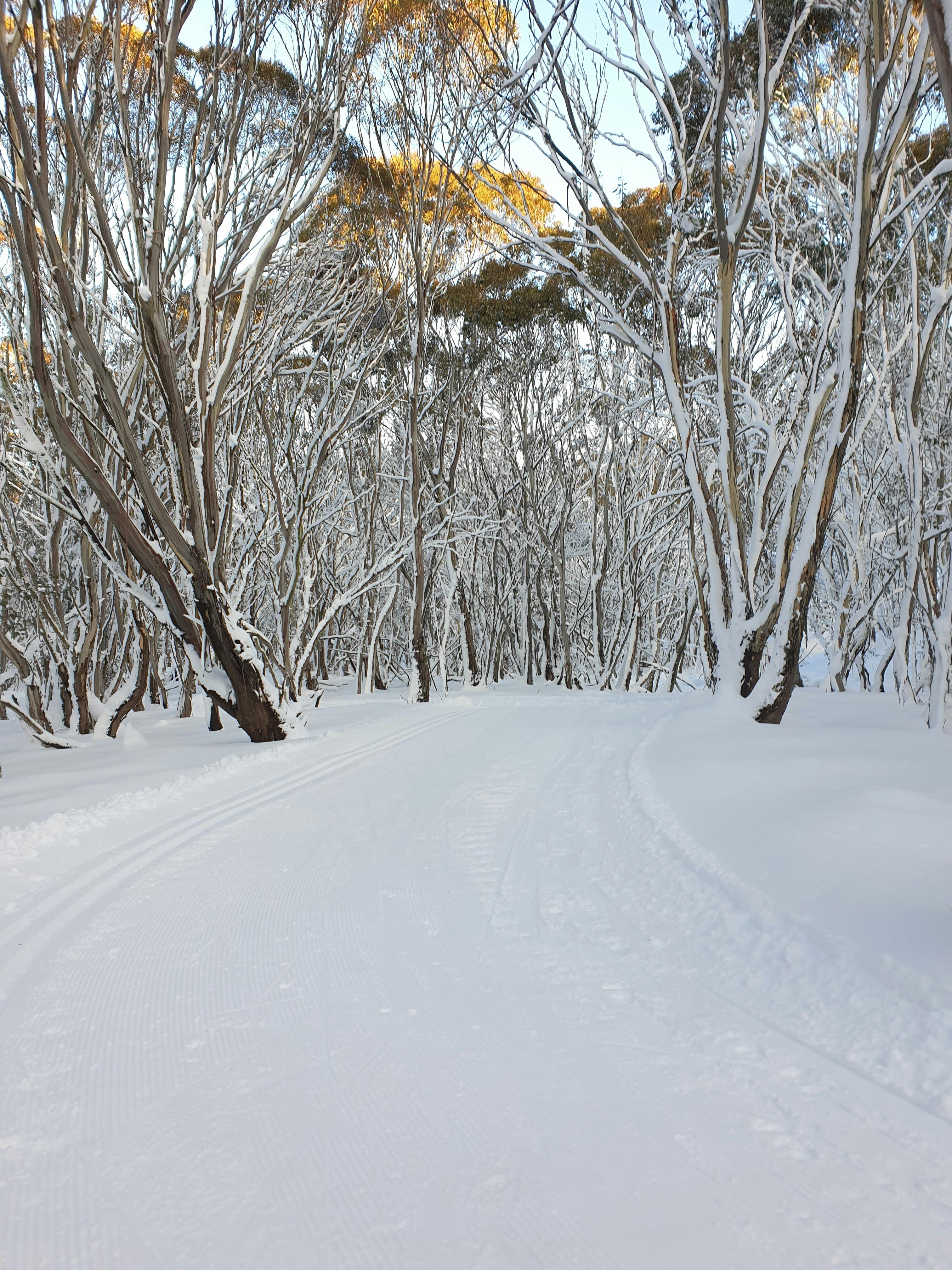 Snow covered trees and snow on the ground