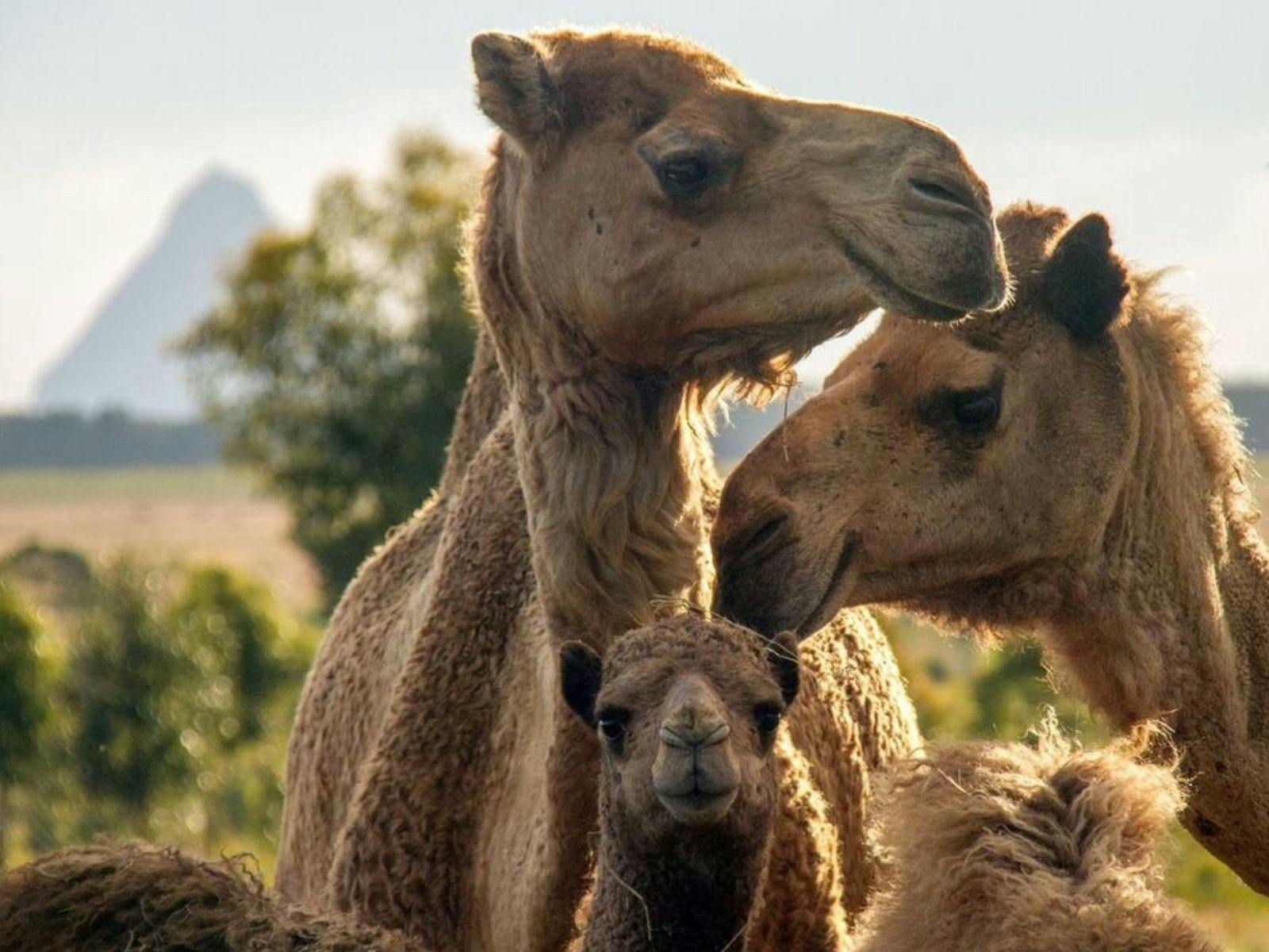 Camels