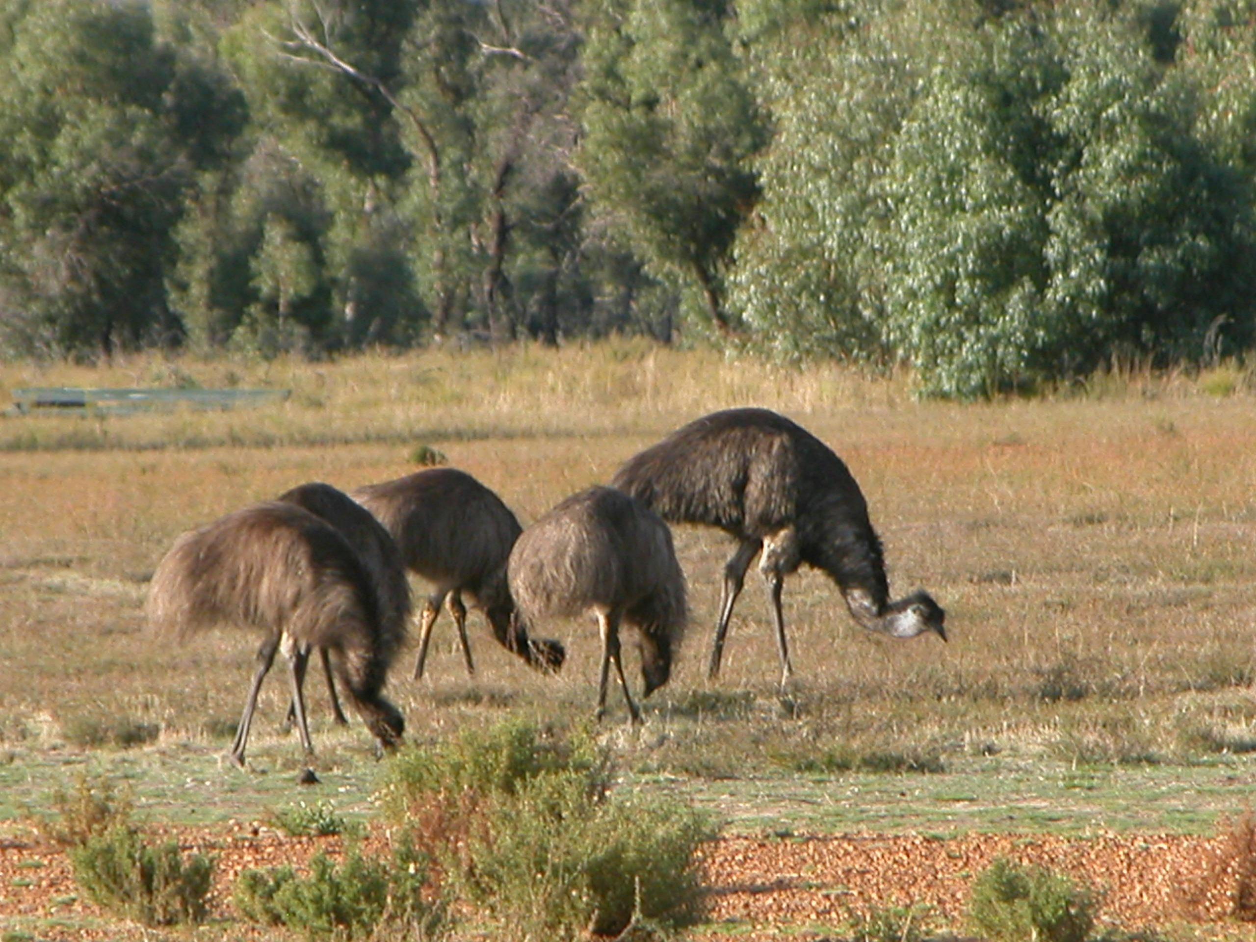 Emus