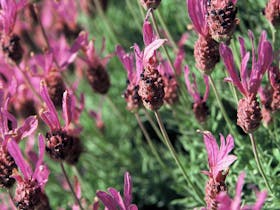 Lyndoch Lavender Farm & Cafe