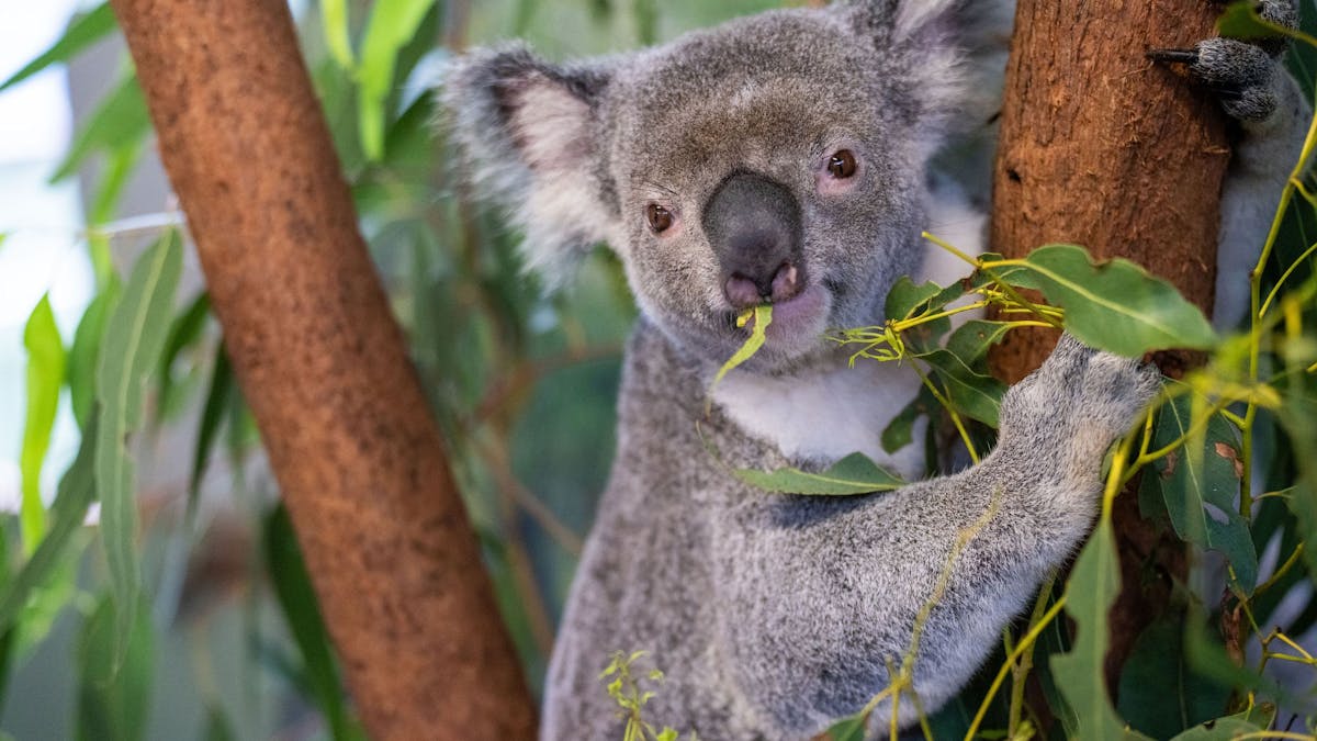 Close up of a koala sitting on branch, eating eucalyptus leaves, with a leaf in its mouth