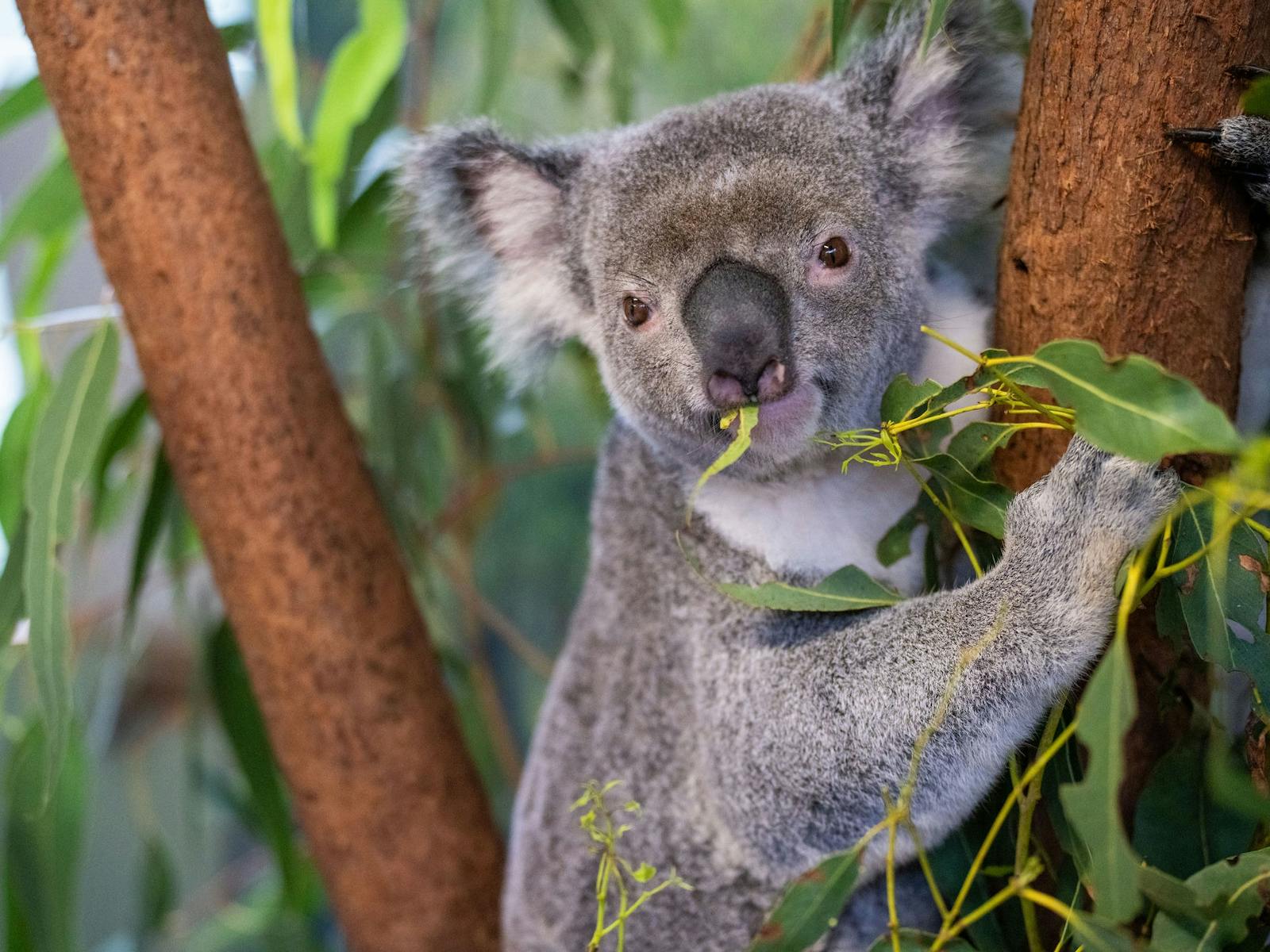 Close up of a koala sitting on branch, eating eucalyptus leaves, with a leaf in its mouth
