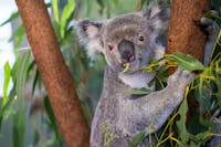 Close up of a koala sitting on branch, eating eucalyptus leaves, with a leaf in its mouth