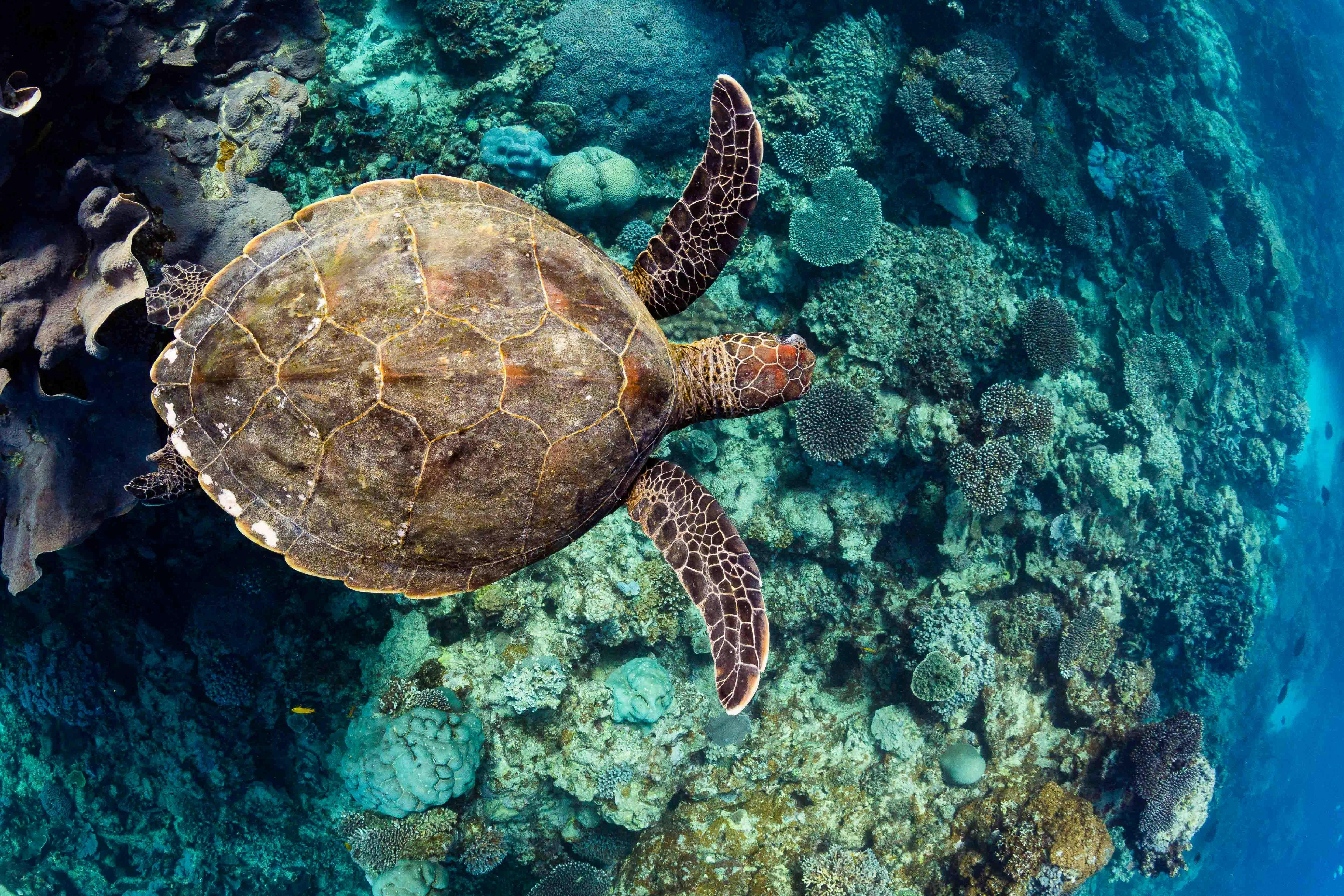 Turtle cruising the reef