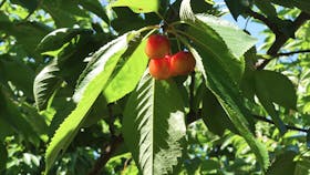 Young Cherries