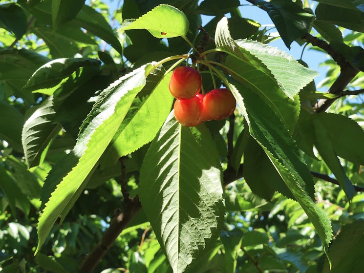 Young Cherries