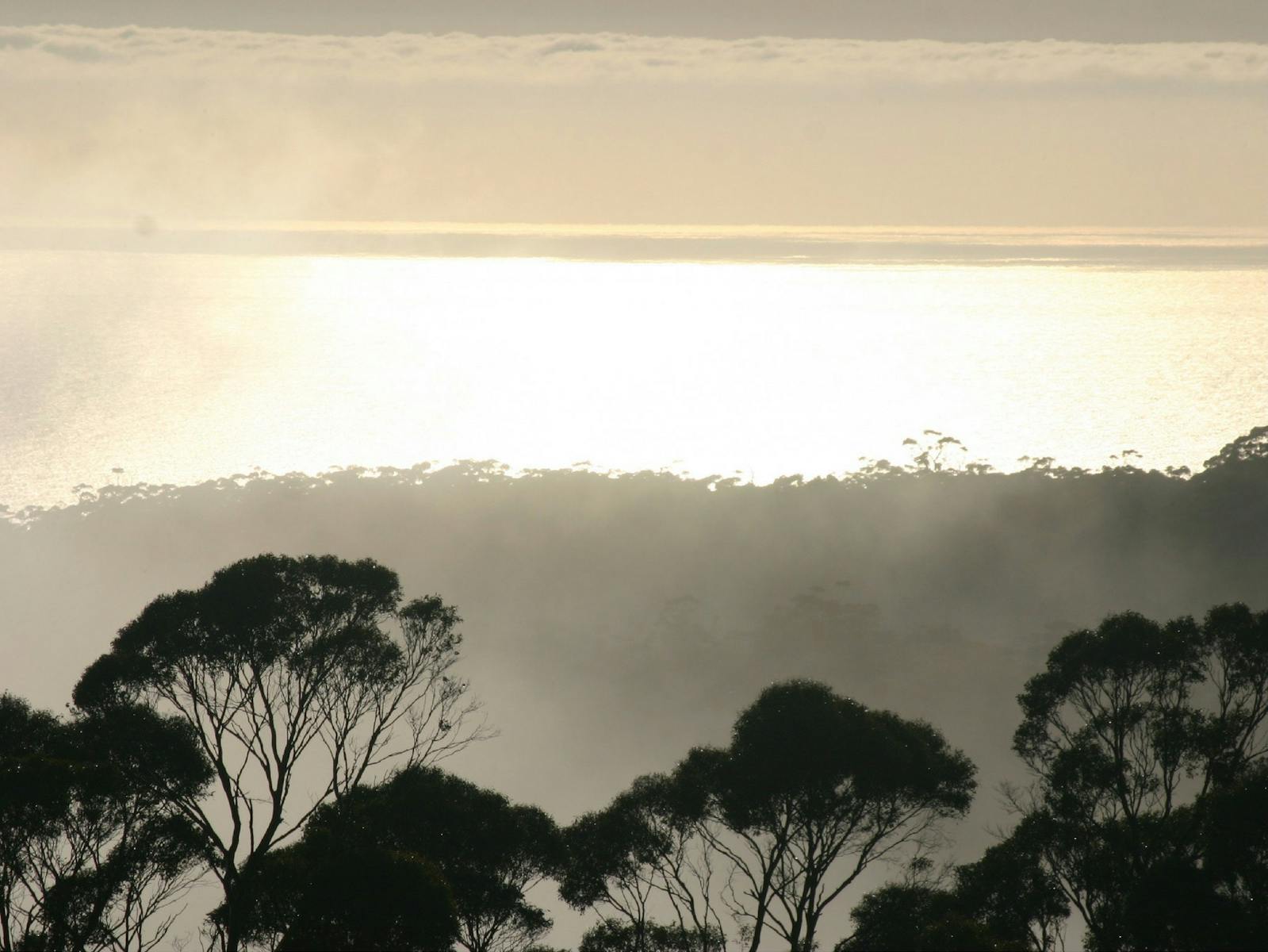 Black and white image of mist behind stark trees