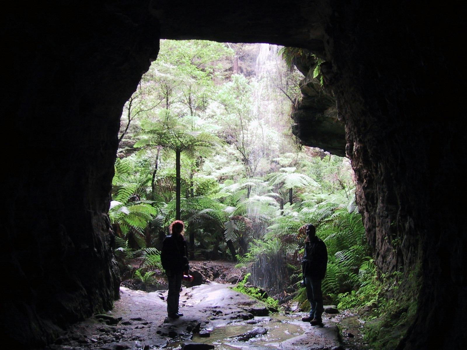 Ancient rainforest and glow worms