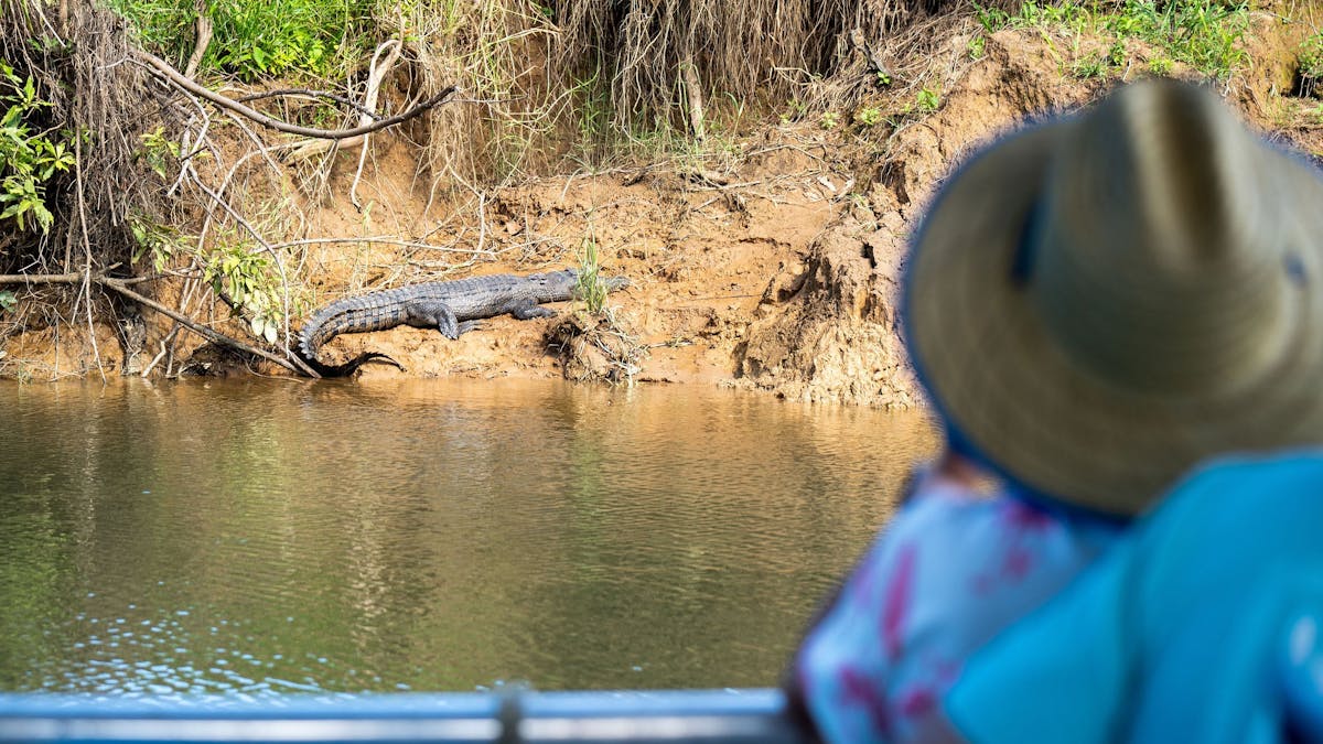 Passengers on river cruise, a saltwater crocodile is visible on the riverbank of the Daintree River