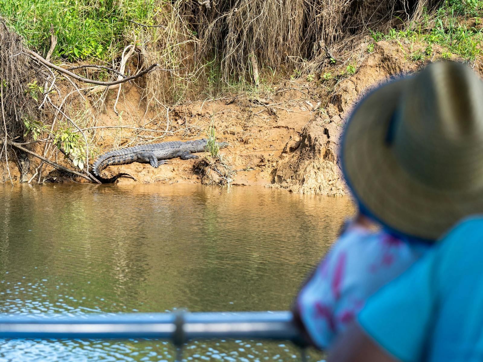 Passengers on river cruise, a saltwater crocodile is visible on the riverbank of the Daintree River