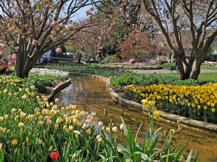 Tulip Time in full bloom