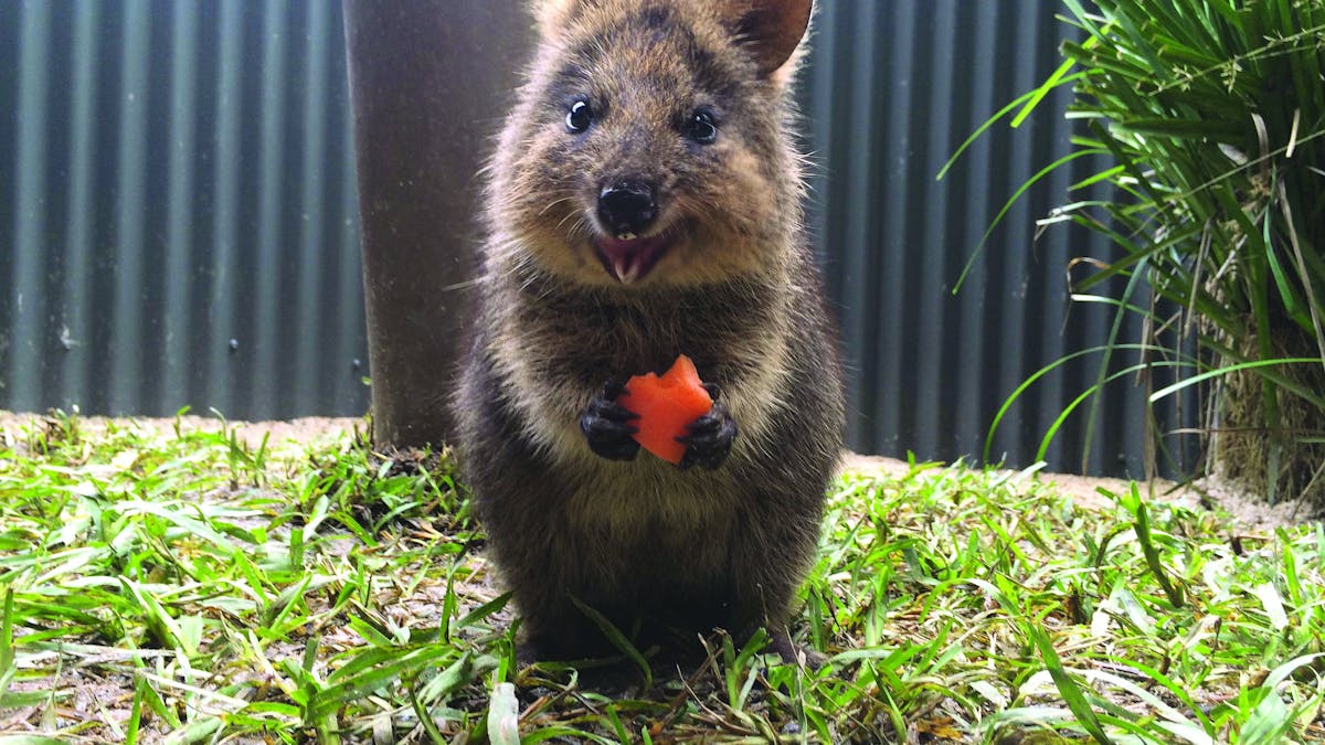 Quokka Kuranda Koala Gardens