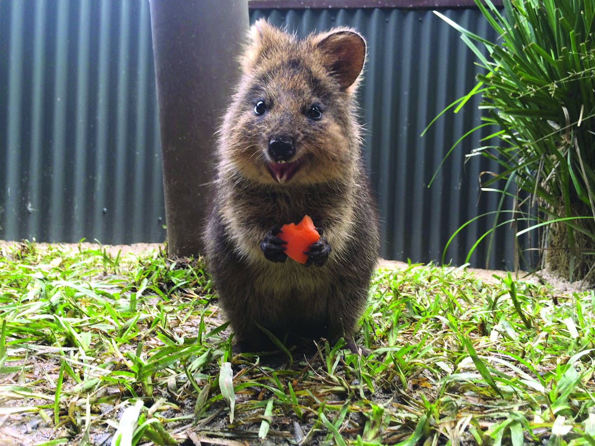 Quokka Kuranda Koala Gardens