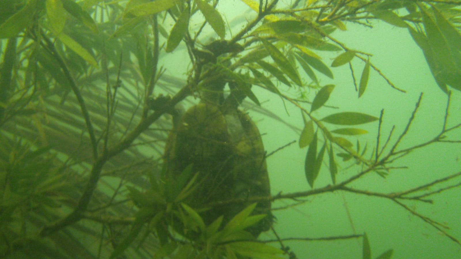 Rainforest Scuba