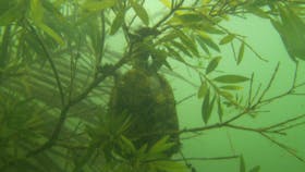 Only in the rainforest will you see a turtle in a tree underwater