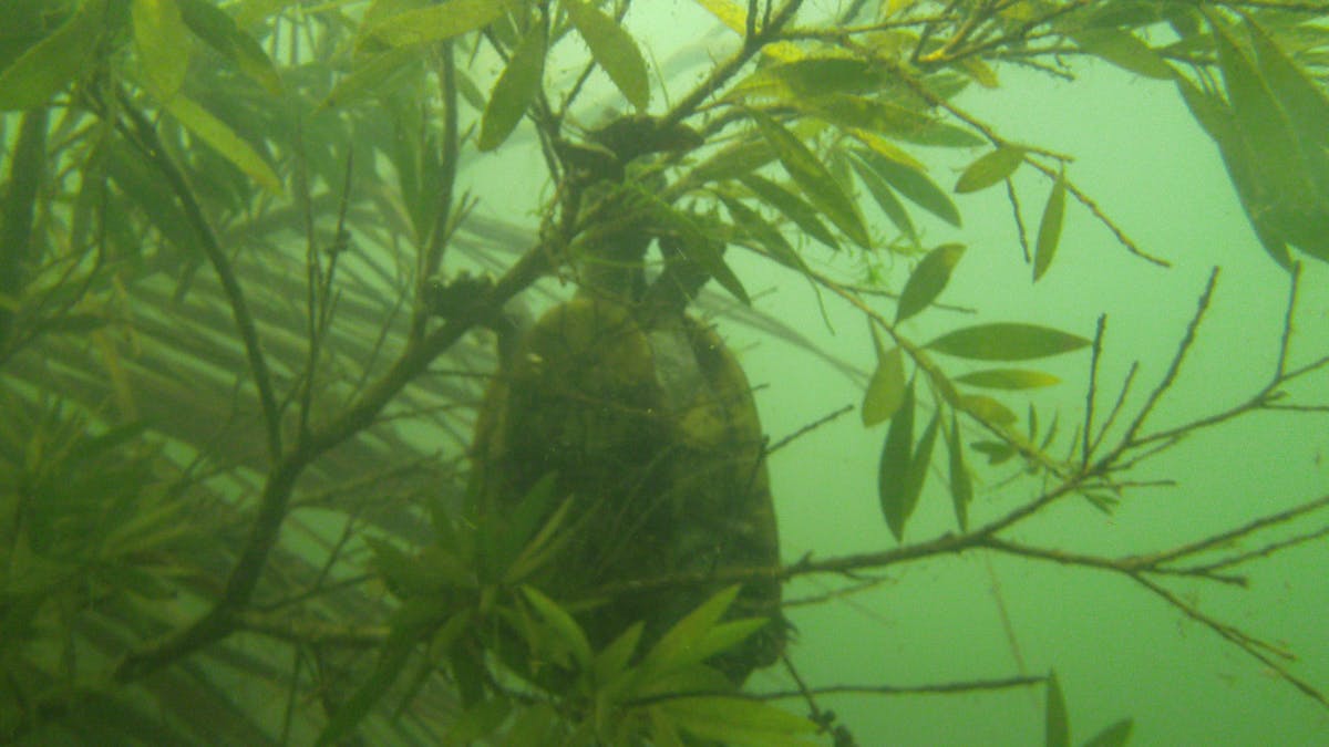 Only in the rainforest will you see a turtle in a tree underwater