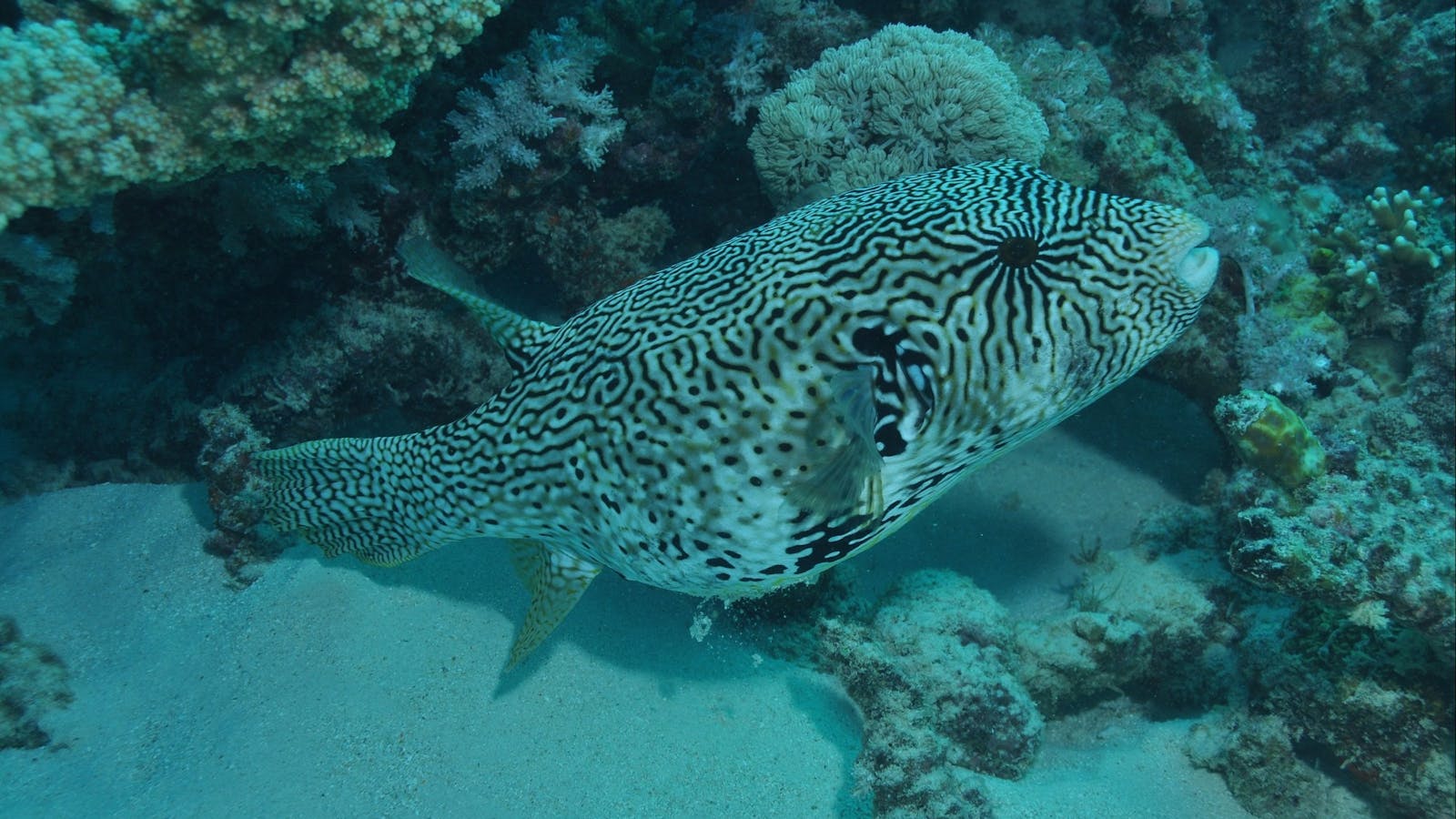 Frankland Islands Dive Site