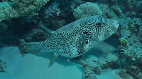 Frankland Islands Dive Site