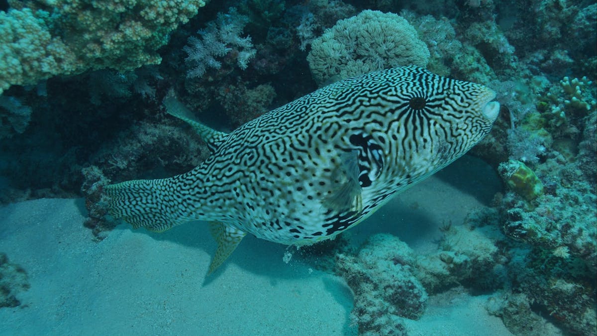 Frankland Islands Dive Site