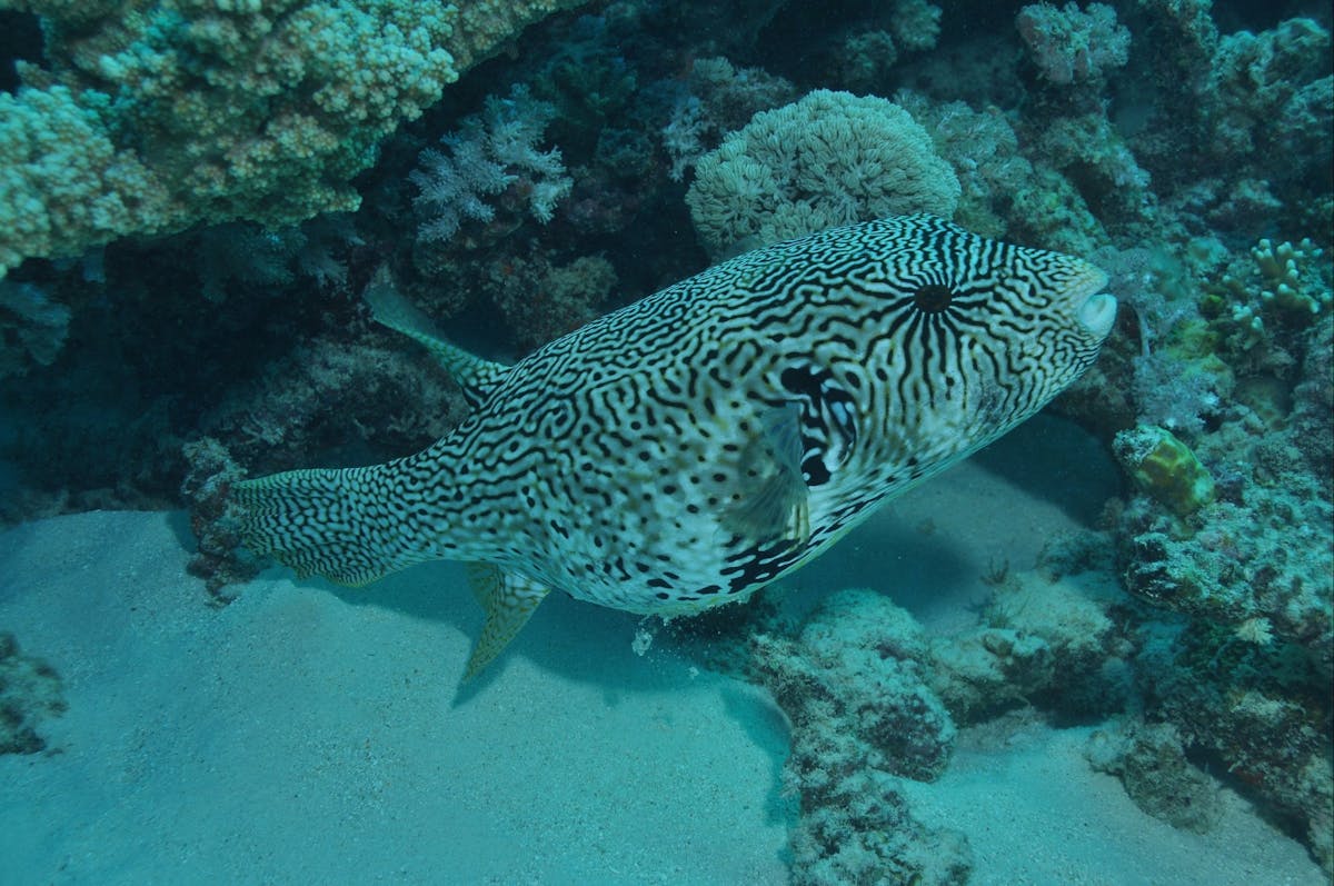 Frankland Islands Dive Site
