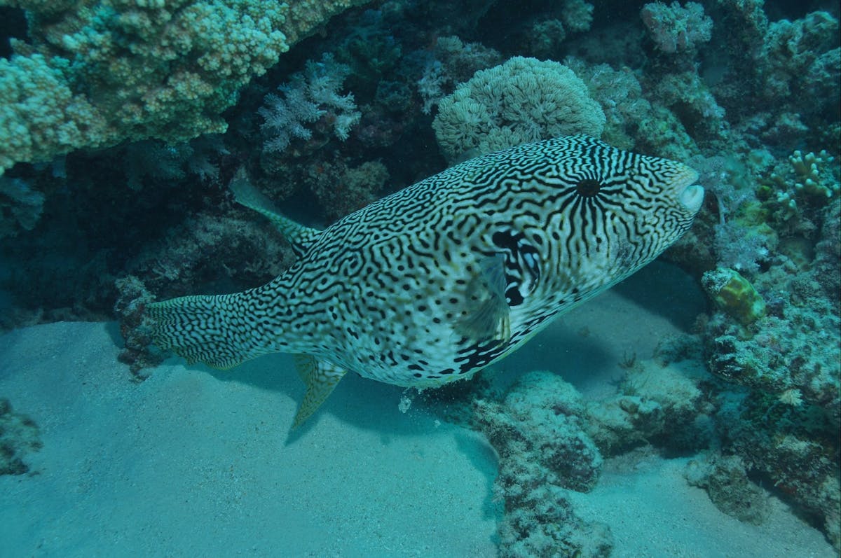 Frankland Islands Dive Site